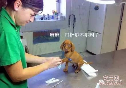 暖化了，宠物医院的医生和狗狗在一起的温馨画面-1.jpeg