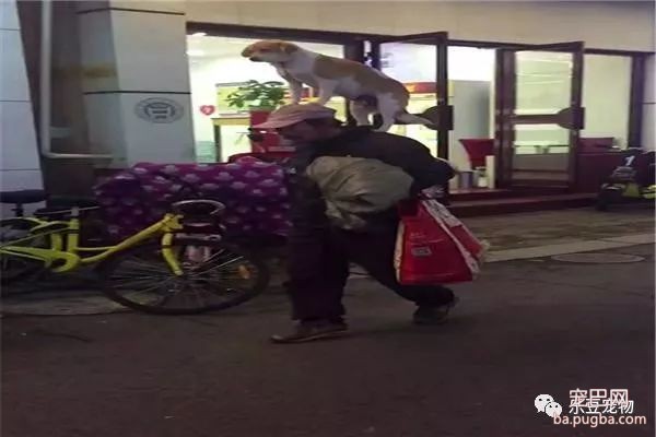 流浪汉带着土狗生活，土狗却因“姿势”成网红，果然是只巅峰狗狗-1.jpeg