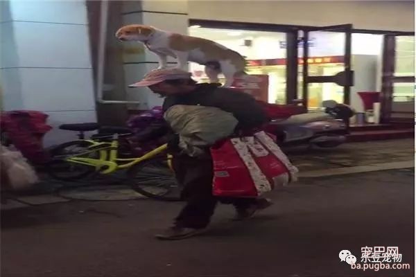 流浪汉带着土狗生活，土狗却因“姿势”成网红，果然是只巅峰狗狗-2.jpeg