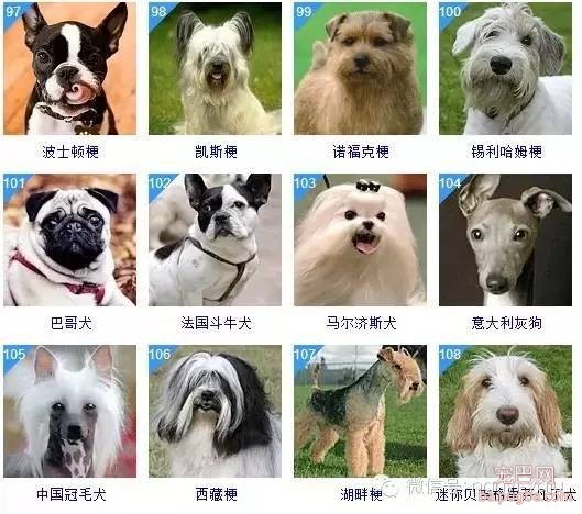 最全狗狗智商排名，你家汪星人排第几？-10.jpeg