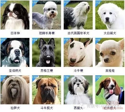 最全狗狗智商排名，你家汪星人排第几？-11.jpeg