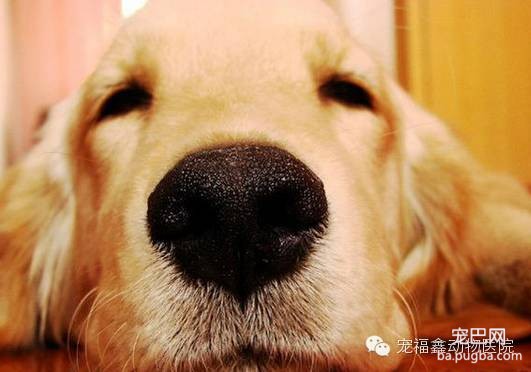 【医生说】判断狗狗是否健康的六要素-3.jpeg