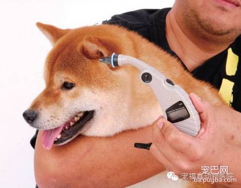 【医生说】判断狗狗是否健康的六要素-7.jpeg