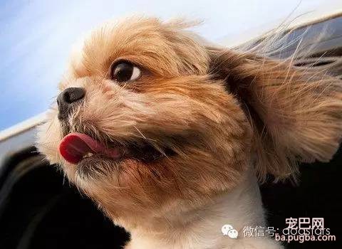 狗狗的各种迥异性格-1.jpeg