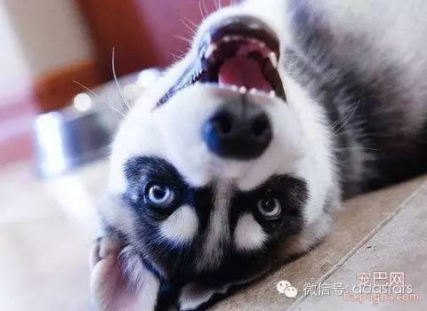 狗狗的各种迥异性格-3.jpeg