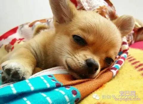 狗狗的各种迥异性格-4.jpeg