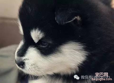 狗狗的各种迥异性格-2.jpeg