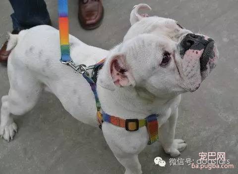 狗狗的各种迥异性格-5.jpeg