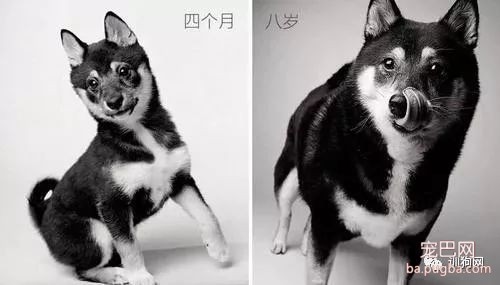 你什么时候发现你家狗狗已经变老了？-8.jpeg