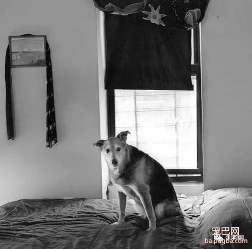 你什么时候发现你家狗狗已经变老了？-16.jpeg