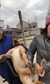 狗狗：放下我，我不要去狗肉馆，我再也不调皮了！-1.gif
