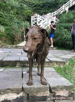 出门遛个狗，结果狗被掉包了？麻麻愣了：你谁，我狗呢！-2.jpeg