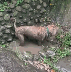 出门遛个狗，结果狗被掉包了？麻麻愣了：你谁，我狗呢！-4.gif