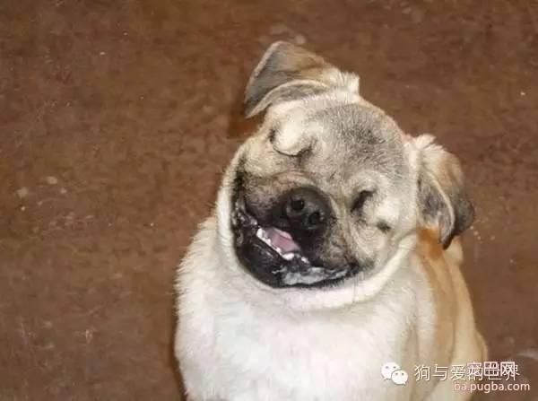 【关爱宠物】狗狗因为眼盲被弃养，后来，它成为了狗医生！-10.jpeg
