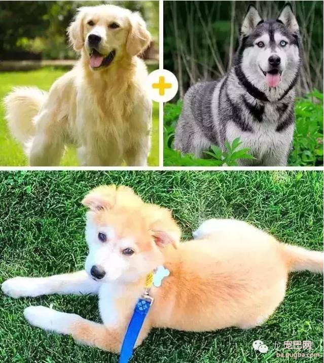 14只可爱的混血狗狗，是不是比他们的爸妈还要萌?-4.jpeg