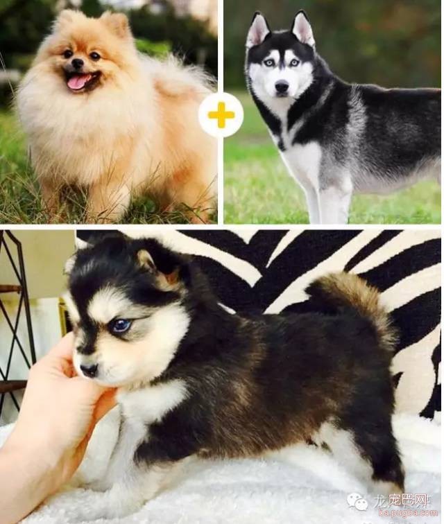14只可爱的混血狗狗，是不是比他们的爸妈还要萌?-3.jpeg