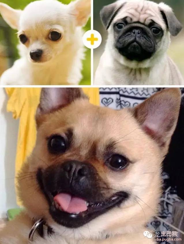 14只可爱的混血狗狗，是不是比他们的爸妈还要萌?-5.jpeg