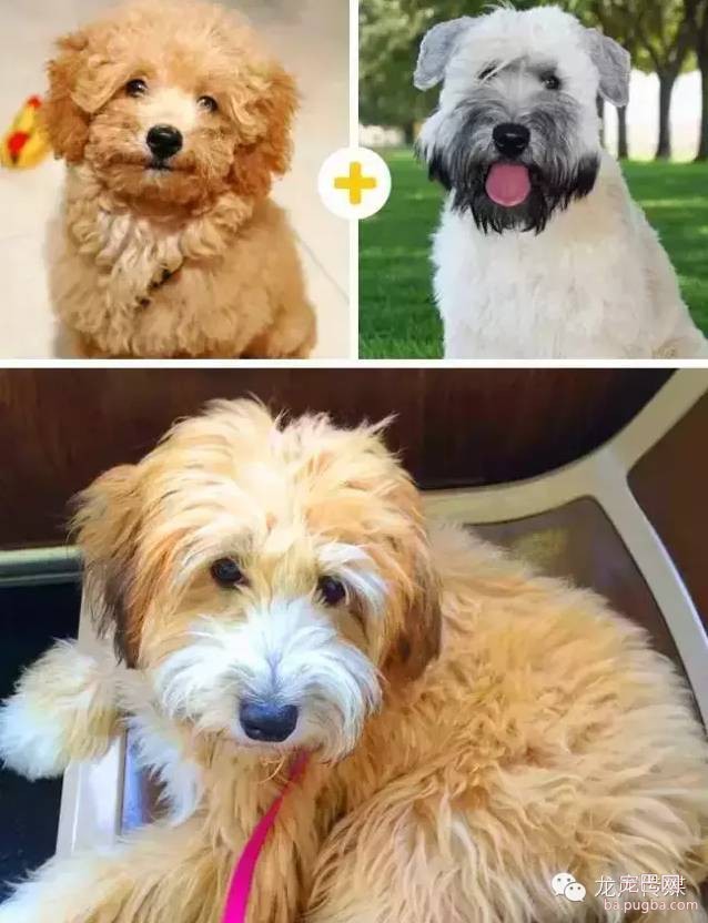 14只可爱的混血狗狗，是不是比他们的爸妈还要萌?-7.jpeg