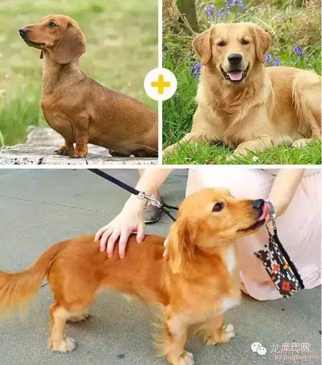 14只可爱的混血狗狗，是不是比他们的爸妈还要萌?-11.jpeg