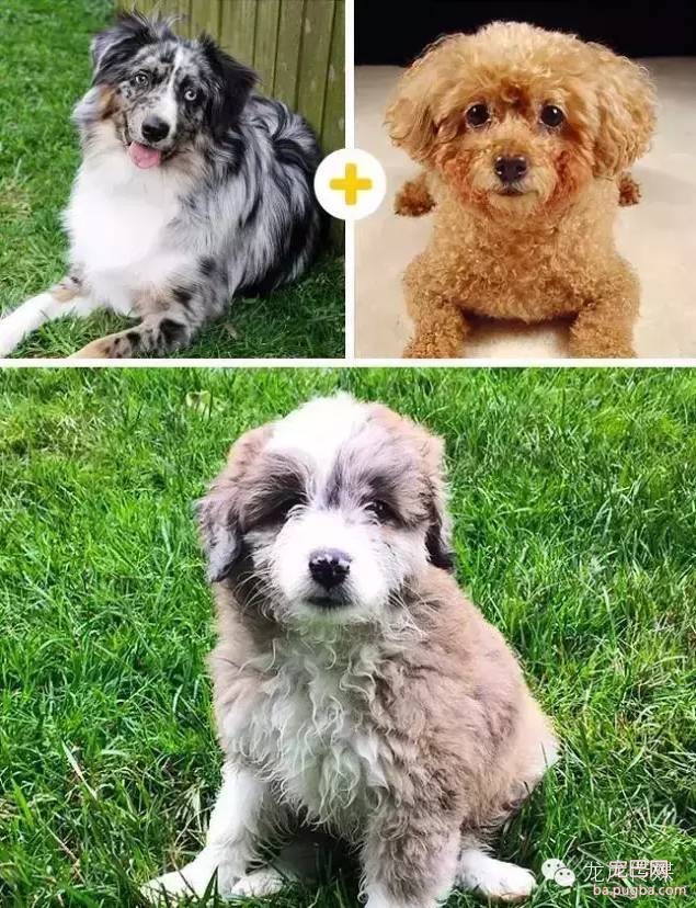 14只可爱的混血狗狗，是不是比他们的爸妈还要萌?-12.jpeg
