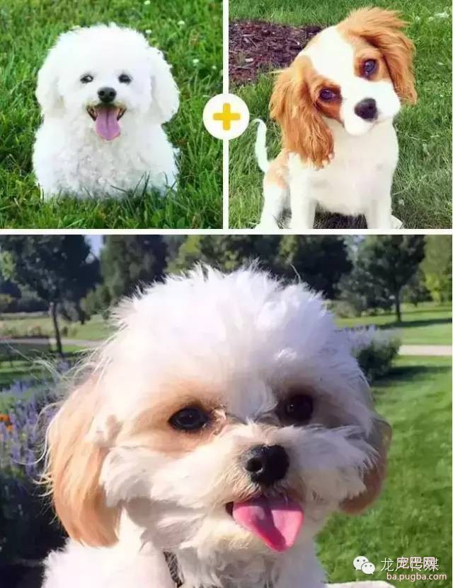 14只可爱的混血狗狗，是不是比他们的爸妈还要萌?-14.jpeg