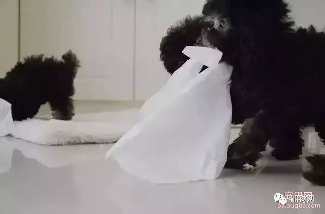 狗狗爱撕纸？没错但请看下文！-3.jpeg