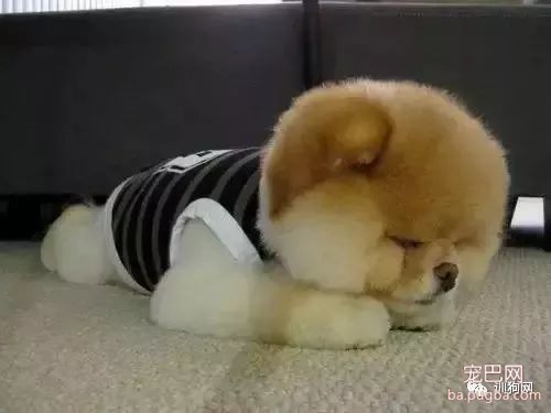 狗狗爱撕纸？没错但请看下文！-4.jpeg