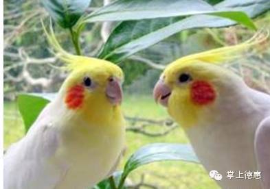 饲养宠物有意想不到的收益-4.jpeg