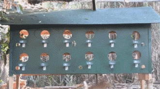 男子建设了一座流浪猫站，只是开饭时这景象也太壮观了吧！-1.gif