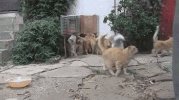 男子建设了一座流浪猫站，只是开饭时这景象也太壮观了吧！-5.gif