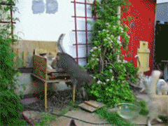 男子建设了一座流浪猫站，只是开饭时这景象也太壮观了吧！-9.gif