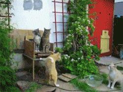 男子建设了一座流浪猫站，只是开饭时这景象也太壮观了吧！-8.gif