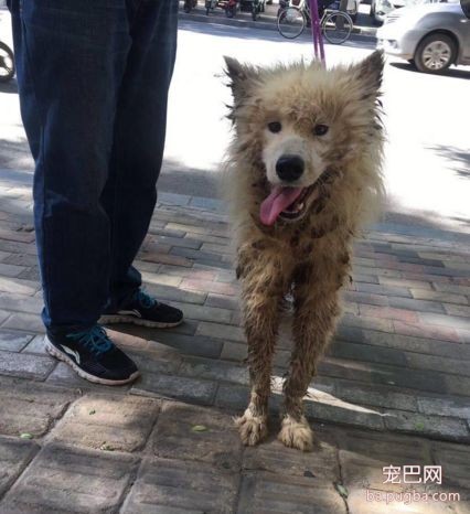 才1岁的萨摩，被虐待后，每天上街只做这件事，路人看了都心酸...-2.jpeg