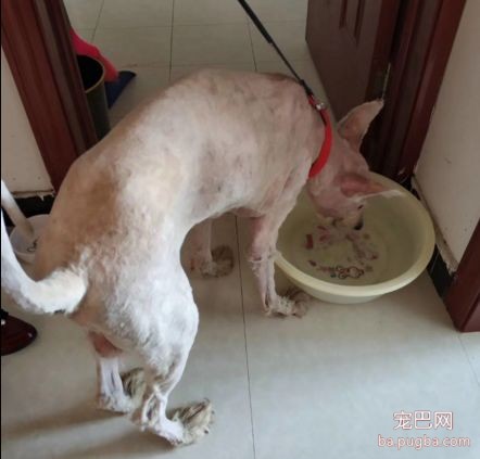 才1岁的萨摩，被虐待后，每天上街只做这件事，路人看了都心酸...-6.jpeg