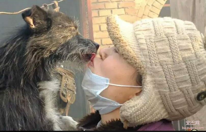 才1岁的萨摩，被虐待后，每天上街只做这件事，路人看了都心酸...-12.jpeg