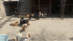 才1岁的萨摩，被虐待后，每天上街只做这件事，路人看了都心酸...-15.gif