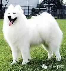 宠物狗技能训练大全-1.jpeg