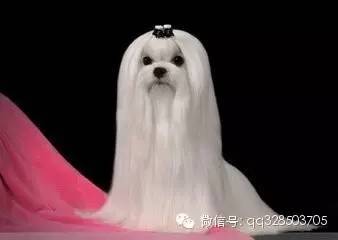 宠物狗技能训练大全-4.jpeg