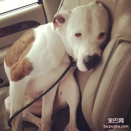 春节自驾回家，狗狗晕车怎么办？-1.jpeg