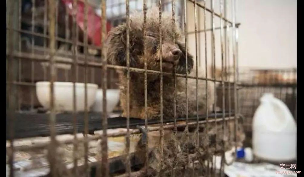 繁殖犬长期被关笼子，几个月见不到太阳，被救后连食物都不敢吃！-1.jpeg