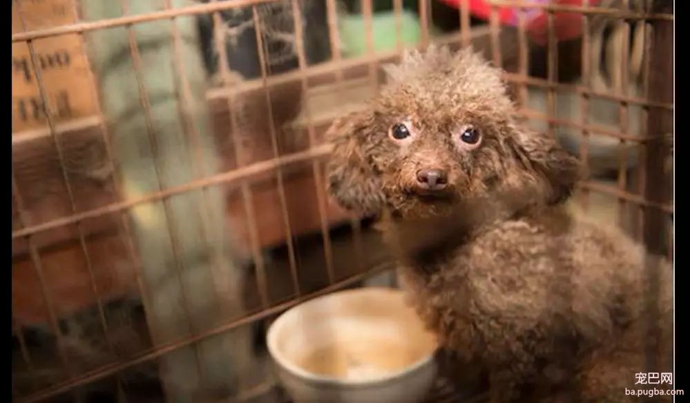繁殖犬长期被关笼子，几个月见不到太阳，被救后连食物都不敢吃！-3.jpeg