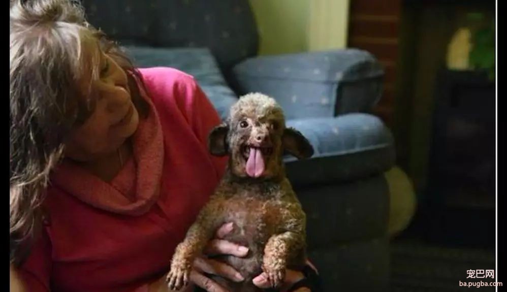 繁殖犬长期被关笼子，几个月见不到太阳，被救后连食物都不敢吃！-5.jpeg