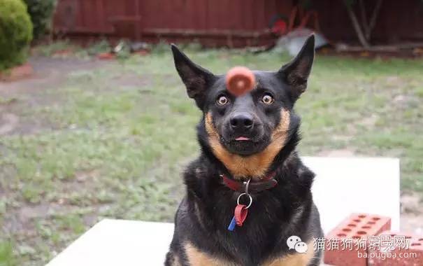 谁抓拍到的狗狗照片，太有才了！-1.jpeg