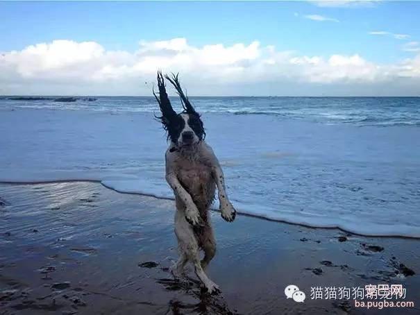 谁抓拍到的狗狗照片，太有才了！-4.jpeg
