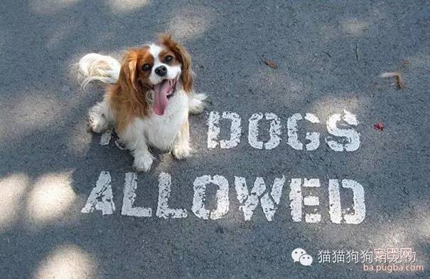 谁抓拍到的狗狗照片，太有才了！-3.jpeg