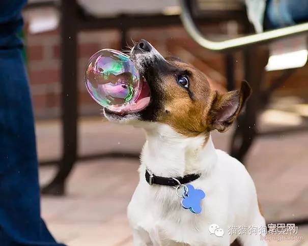 谁抓拍到的狗狗照片，太有才了！-8.jpeg
