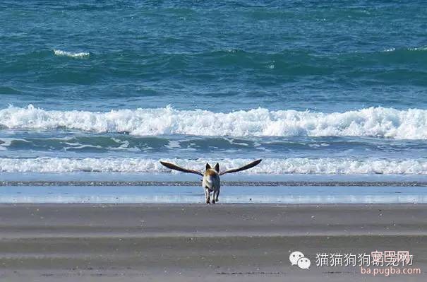 谁抓拍到的狗狗照片，太有才了！-11.jpeg