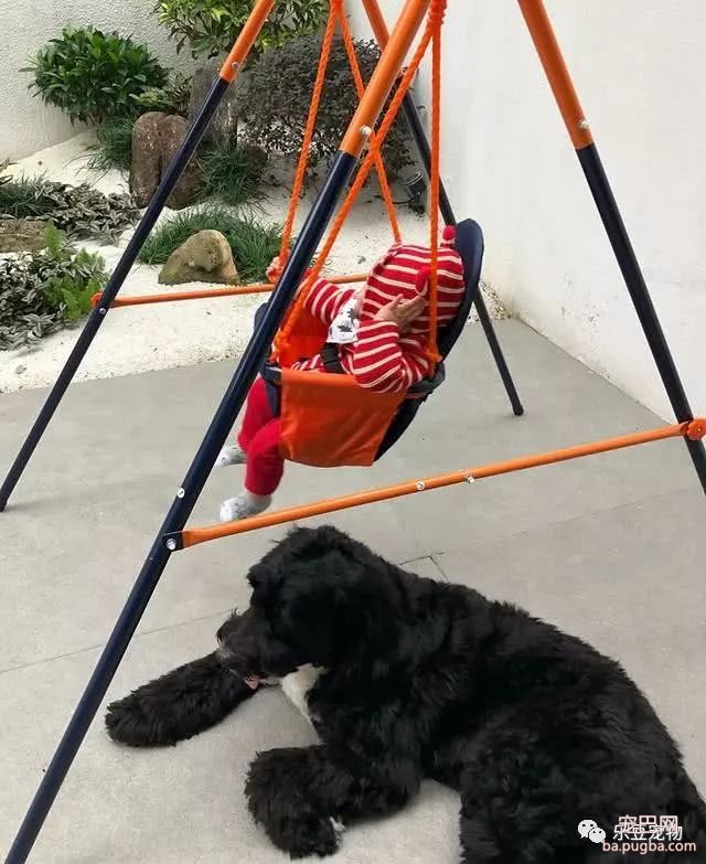 爱狗的明星很多，包括余文乐，亲自晒出宝宝和狗狗握手照片！-3.jpeg