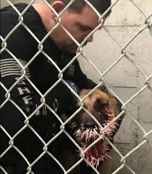 超级疼！警犬追逃犯遇豪猪拦路，然后就被扎了200多根刺...-2.jpeg