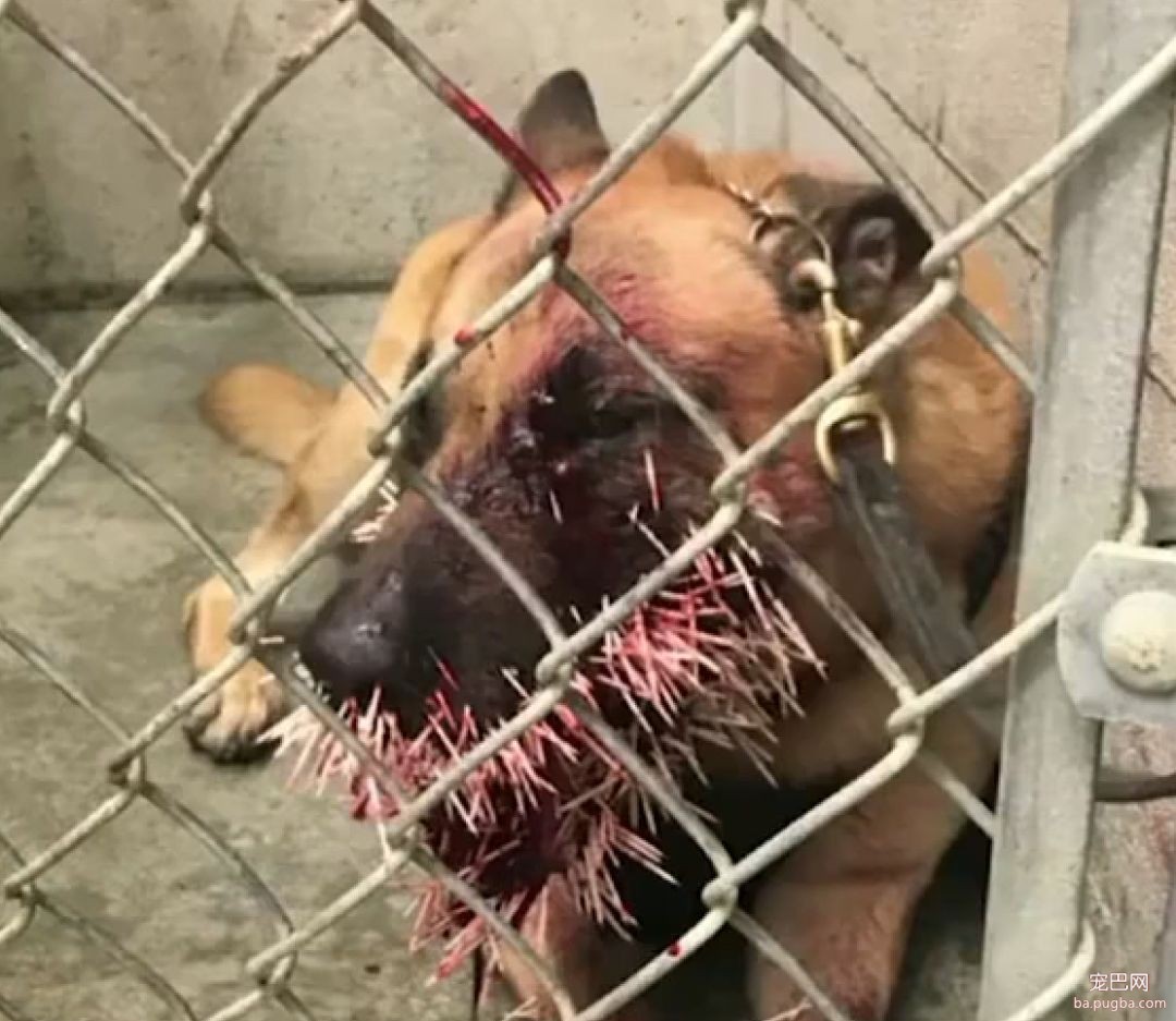 超级疼！警犬追逃犯遇豪猪拦路，然后就被扎了200多根刺...-3.jpeg